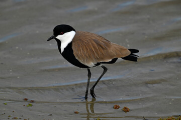Spornkiebitz // Spur-winged lapwing (Vanellus spinosus) - Axios-Delta, Griechenland