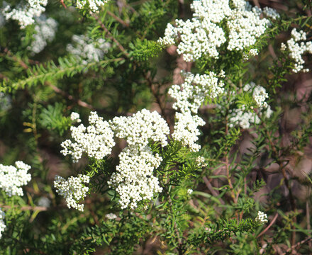 White flowers of a Ozothamnus diosmifolius or White-dogwood plant