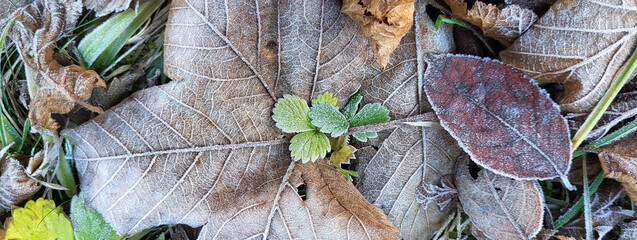 butterfly on a leaf banner