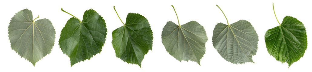 Macro photography with linden leaves isolated on transparent background.