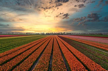 Foto auf Glas Landscape of Dutch flower fields (tulips) at sunset. © Alex de Haas