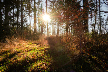 Sun in the forest early morning