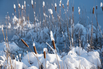 snow covered reeds/cattails with frozen lake in the back