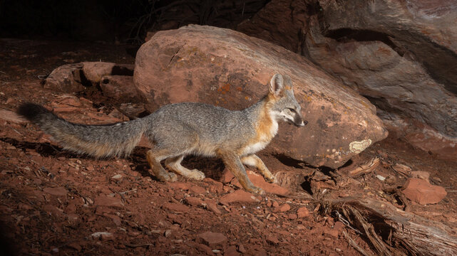 A grey fox pauses for a moment when it's picture is taken by a camera trap as it moves through the rocky high desert of Southern Utah at night.