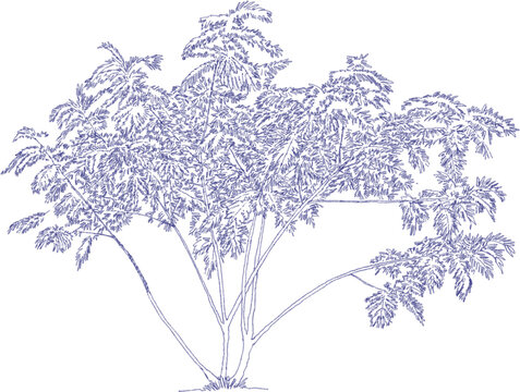 Leucaena leucocephala, Popinac, Lead tree Drawing