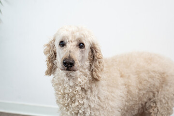 Portrait of a poodle with soulful eyes and white fur.