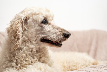A close-up of a poodle's thoughtful expression, with textured fur.