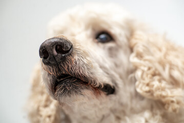 Profile view of a white poodle against a soft gray background.