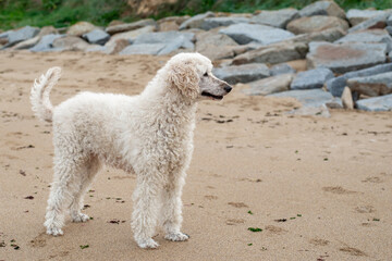 Poodle on the beach, poised and looking out over the shore.
