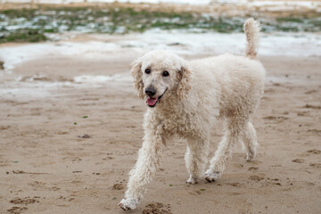 White poodle in mid-run along a natural beach setting.