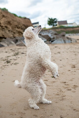 White poodle performing a playful dance on the sandy beach.
