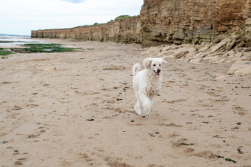 Exuberant poodle running on a beach with cliffside in the background.