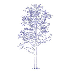 Bombax ceiba L., Cotton tree, Kapok tree, Red cotton tree, Silk cotton, Shving brush Tree Drawing
