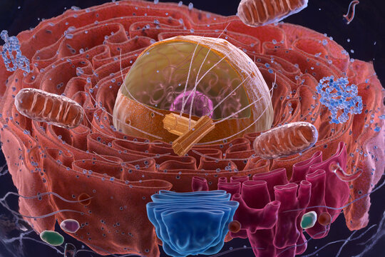 Eukaryote or eukaryotic cell