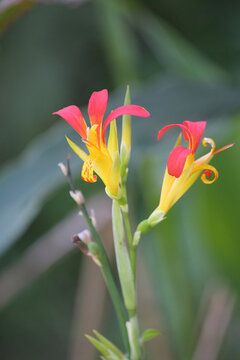 Orange and yellow flower of a Canna or canna lily
