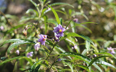 Purple flower on a Solanum crispum or Chilean nightshade growing in a garden