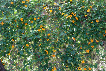 Orange flowers on a Thunbergia alata, commonly called black-eyed Susan vine