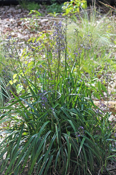 Purple flower of a Dianella caerulea, commonly known as the blue flax-lily