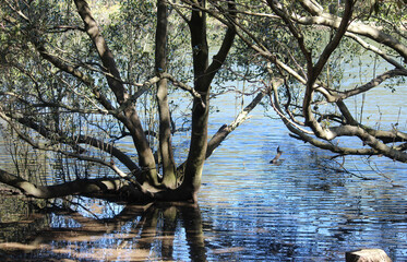 Grey Mangrove Trees growing along the water line of the cooks river. Avicennia marina