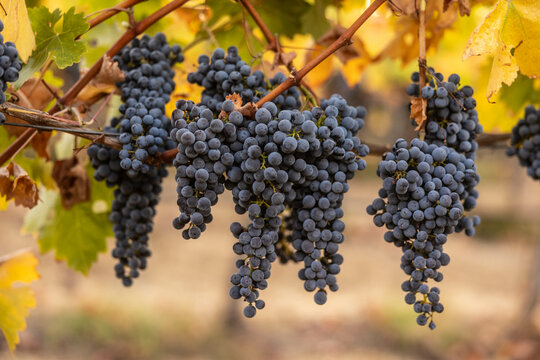 Cabernet Sauvignon Grapes - Napa Valley