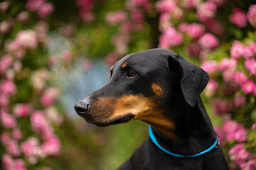 Side portrait of a Doberman pinscher (ears not cropped) wearing a blue collar in front of a bush of pink flowers.