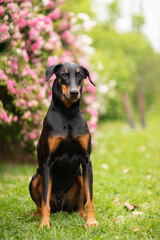 Portrait of a sitting Doberman pinscher (ears not cropped) in front of a bush of pink and white flowers. 