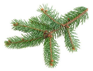 Green fir tree spruce branch with needles isolated on a white background