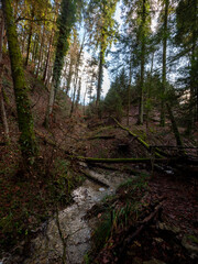 valley in a Forest during autumn or winter 