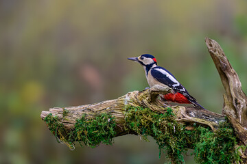 Great Spotted Woodpecker, Dendrocopos major, perched on a dead branch covered in moss.