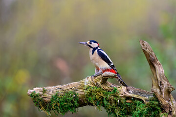 Great Spotted Woodpecker, Dendrocopos major, perched on a dead branch covered in moss.