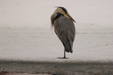 grey heron ardea cinerea