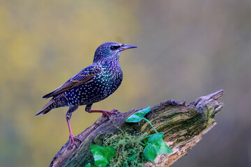 Starling, Sturnus vulgarus, perched on a moss covered branch with Ivy leaves