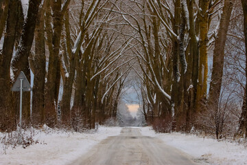 road among trees in snow in winter 