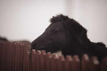 Horse standing in yard. Black Horse portrait. pretty horse on a farm near a wooden fence 