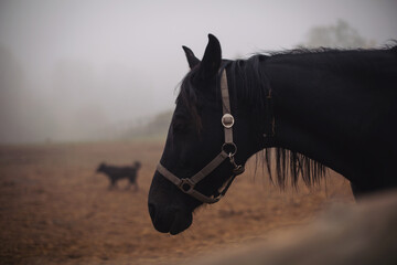 Dramatic portrait of a black horse and black dog in the paddock. Horse at a farm with foggy background. Old retired horse. Equestrian club, horse riding, animal protection, pet concept. loneliness. - obrazy, fototapety, plakaty