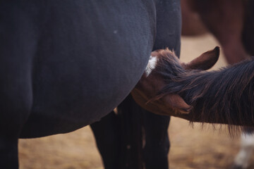 colt Quarter Horse breed drinking breast milk from his mother, herd, lactation. Foals in the...
