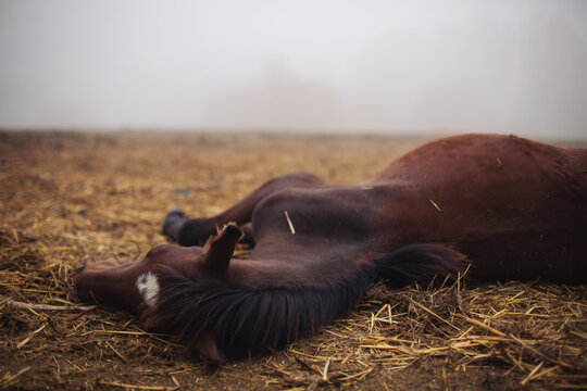 Horse resting in the hay on the farm. Horse sound asleep, lying in dry winter grass. Sleepy  horse foal sleeping outoors