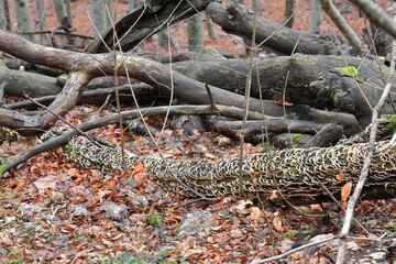 Layers of Trametes versicolor - turkey tail- fungus growing on a fallen beech tree trunk, Dajti...