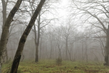 Naked beech trees on a misty, early springtime morning in the Dajti Mountain National Park near the...