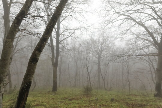 Naked beech trees on a misty, early springtime morning in the Dajti Mountain National Park near the capital city. Tirana-Albania-033