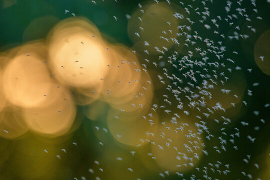 Swarm of flying gnats midges in evening light
