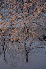 Fluffy snow on the trees