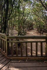 Laurel forest in Anaga Rural Park  on Tenerife