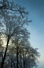 Fototapeta na wymiar Fluffy snow on the trees