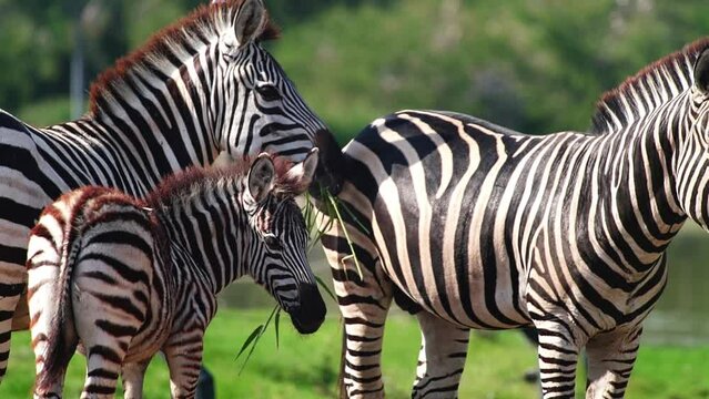 Herd of zebras grazing in savanna of Africa, Botswana game drive, herbivore, wild horse with white and black stripes. Zebras walking on green grass in national reserve concervation park and chewing