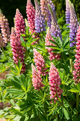 detailed close-up of mixed Lupin Lupinus flowers