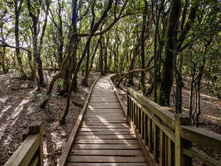 Fototapeta premium Laurel forest in Anaga Rural Park on Tenerife