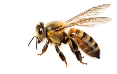 Fotobehang The Flight Stance of a Honey Bee Capturing Motion Isolated on Transparent Background PNG. © Faizan