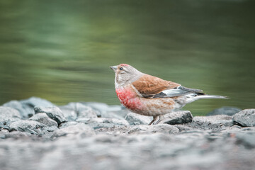 A male common linnet in breeding plumage stands in front of the green water on the grey stones on a summer day.