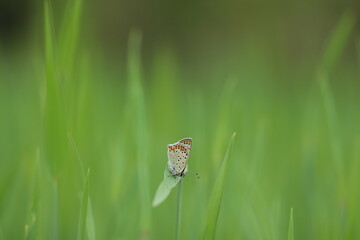 una farfalla lycaena tityrus su una foglia in primavera